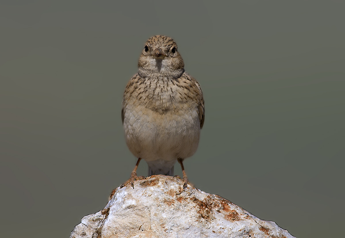 Lesser Short-toed Lark